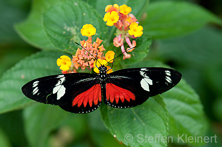 261 Doris-Falter - Heliconius doris